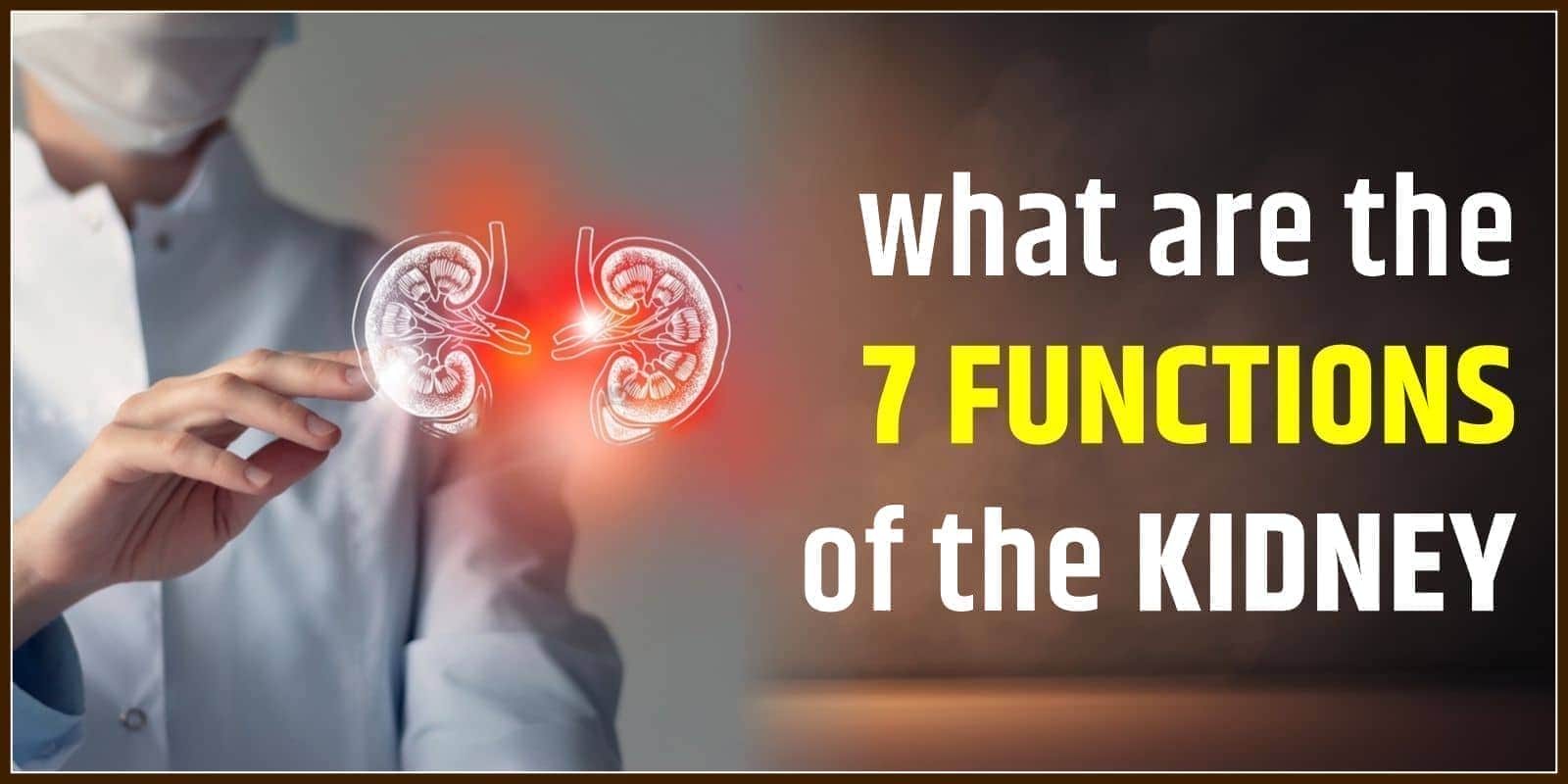 What Are The 7 Functions Of The Kidney
